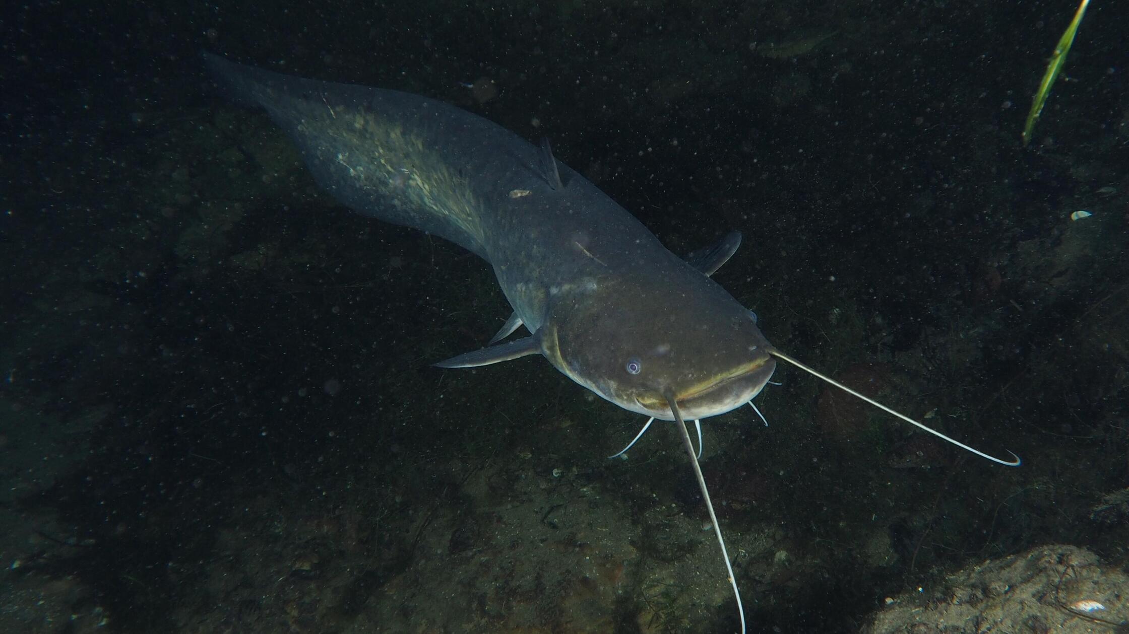 Wels (Silurus glanis), Waller, bei Nacht, Tauchpla