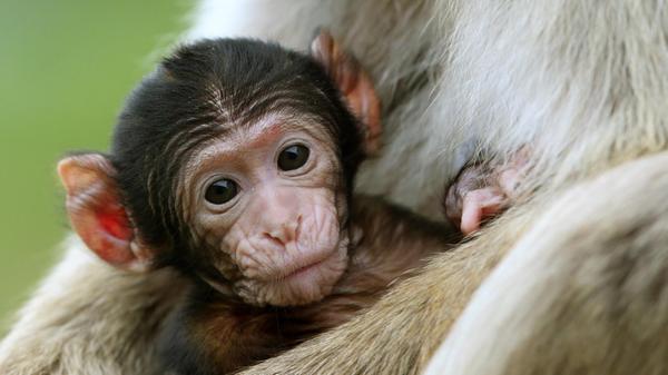 Baby Macaques at Blair Drummond Safari Park