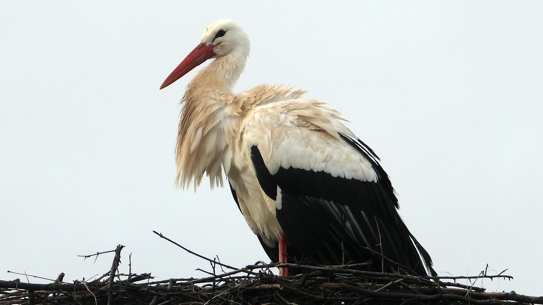 AnkunftStorch240226