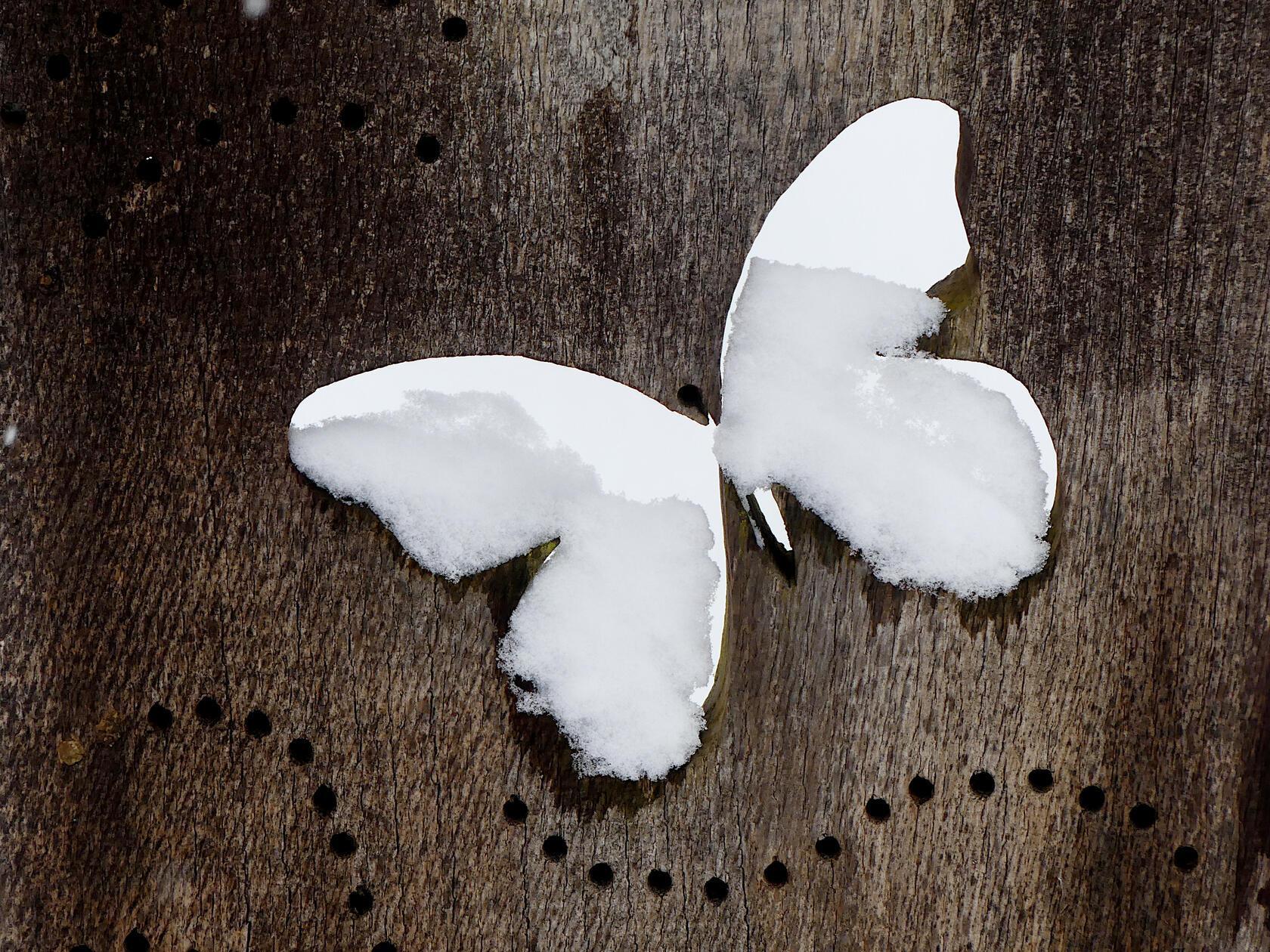 Dieser Schneefalter wird wohl sicher nicht abheben.