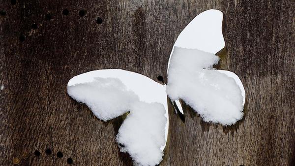 Dieser Schneefalter wird wohl sicher nicht abheben.