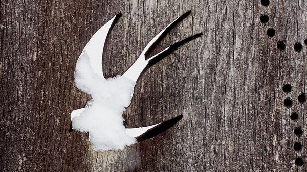 Eine Schwalbe macht bekanntlich noch keinen Sommer. Schade.