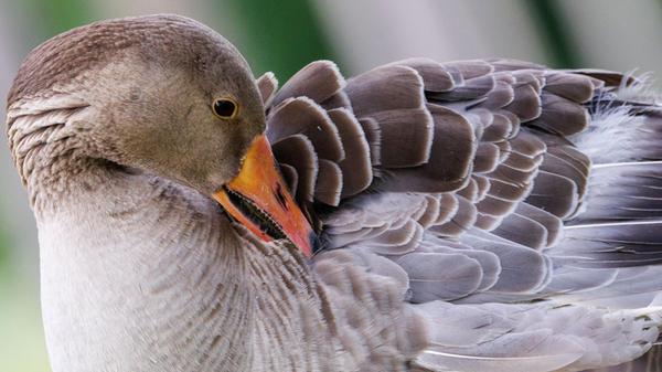 Eine Graugans putzt sich am Wöhrder See. In Regens
