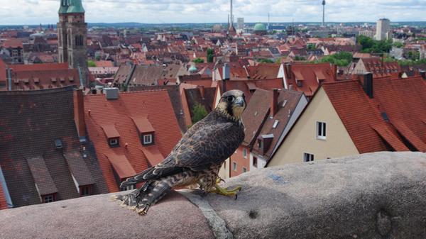 Motiv: Nachdem er im Tiergarten aufgepäppelt worde