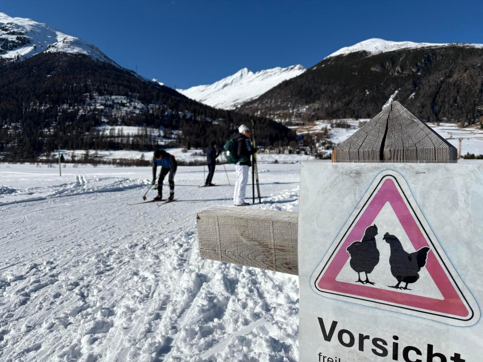 Freilaufende Hühner - von wegen!