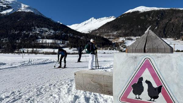 Freilaufende Hühner - von wegen!