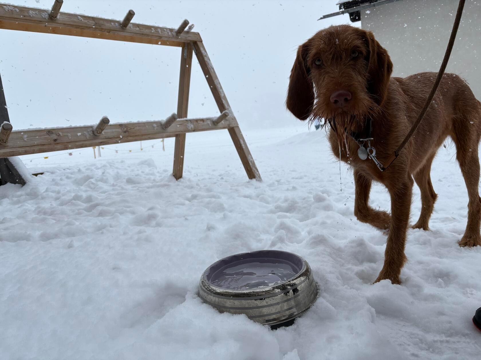 Damit der Hund beim Langlaufen gut spurt, bekommt er noch einen Schluck Wasser - bevor es gefriert.