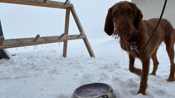 Damit der Hund beim Langlaufen gut spurt, bekommt er noch einen Schluck Wasser - bevor es gefriert.