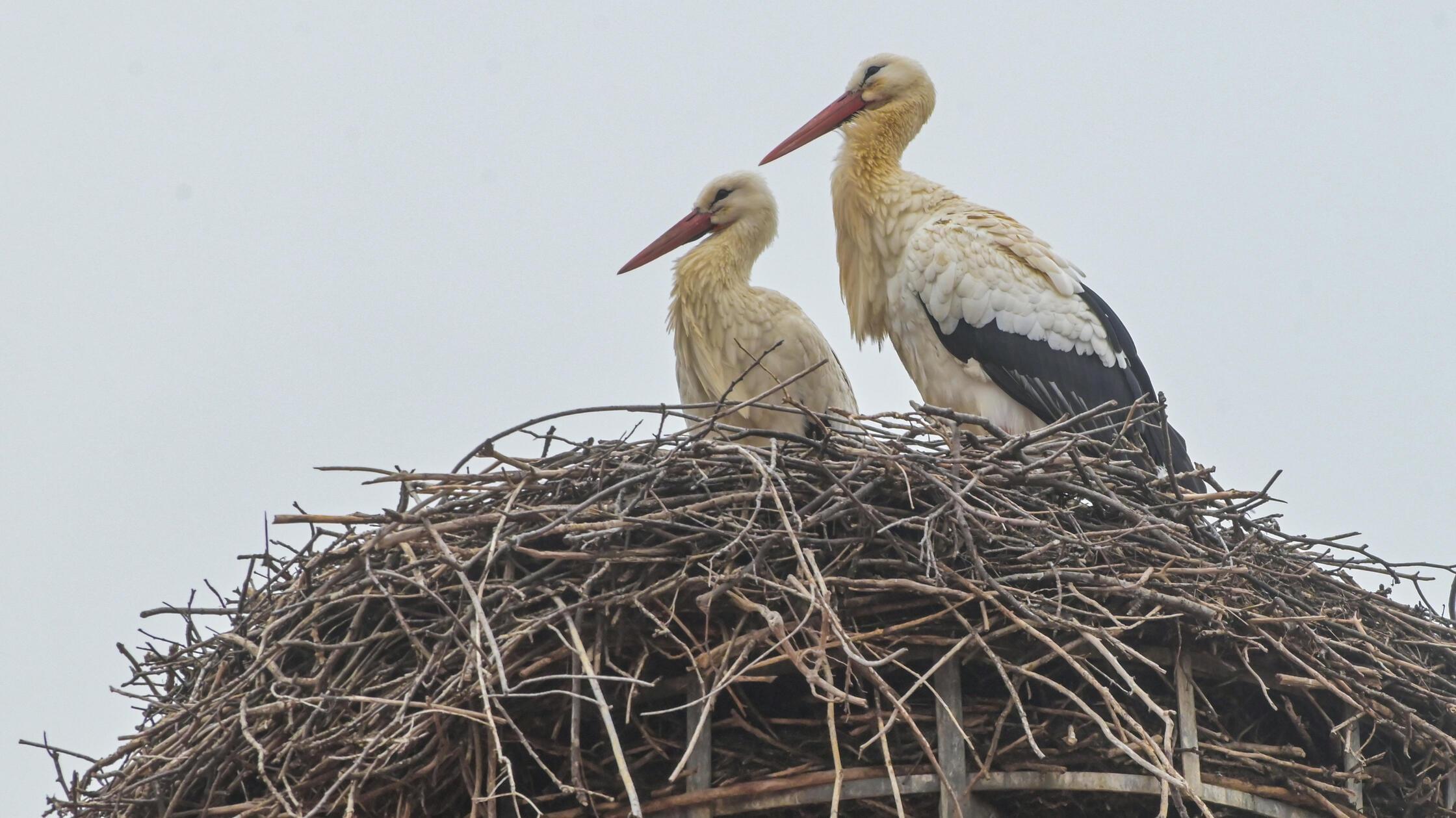 20260226_Stoerche2930