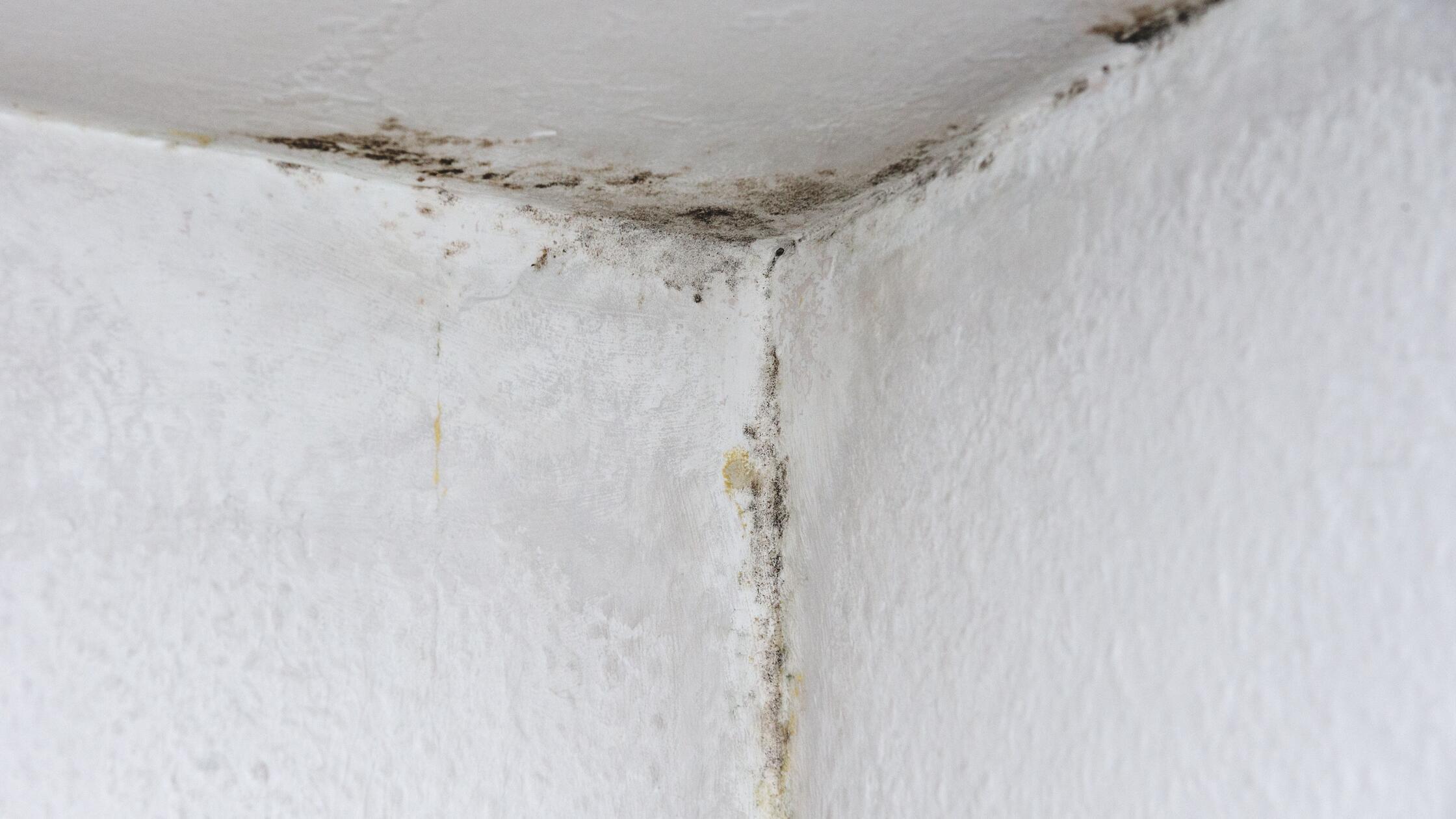 Schimmel in einer Wohnung4584.jpg