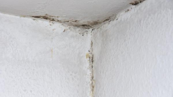 Schimmel in einer Wohnung4584.jpg