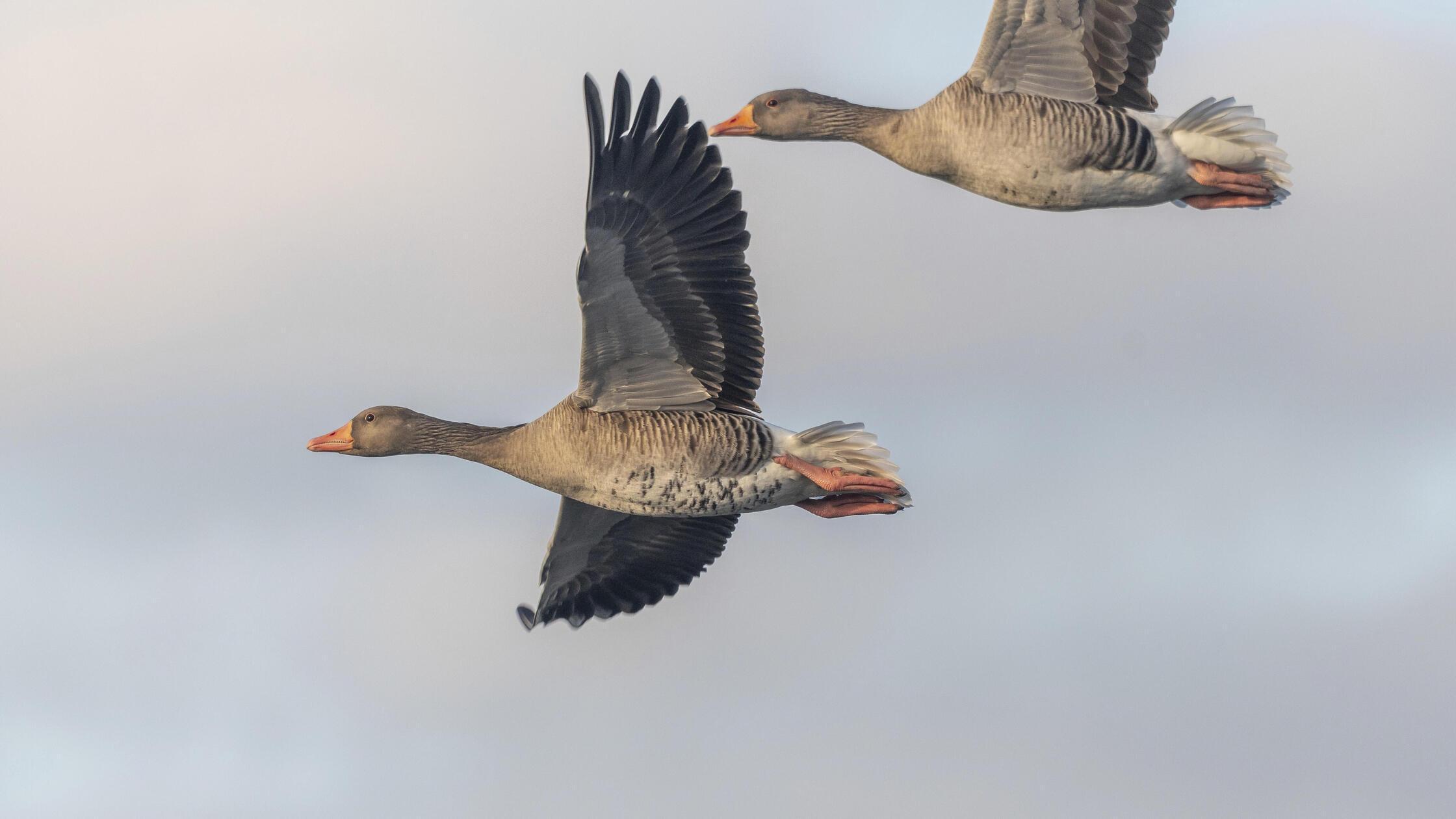 Graugans (Anser anser) bewegt sich im klaren Himme