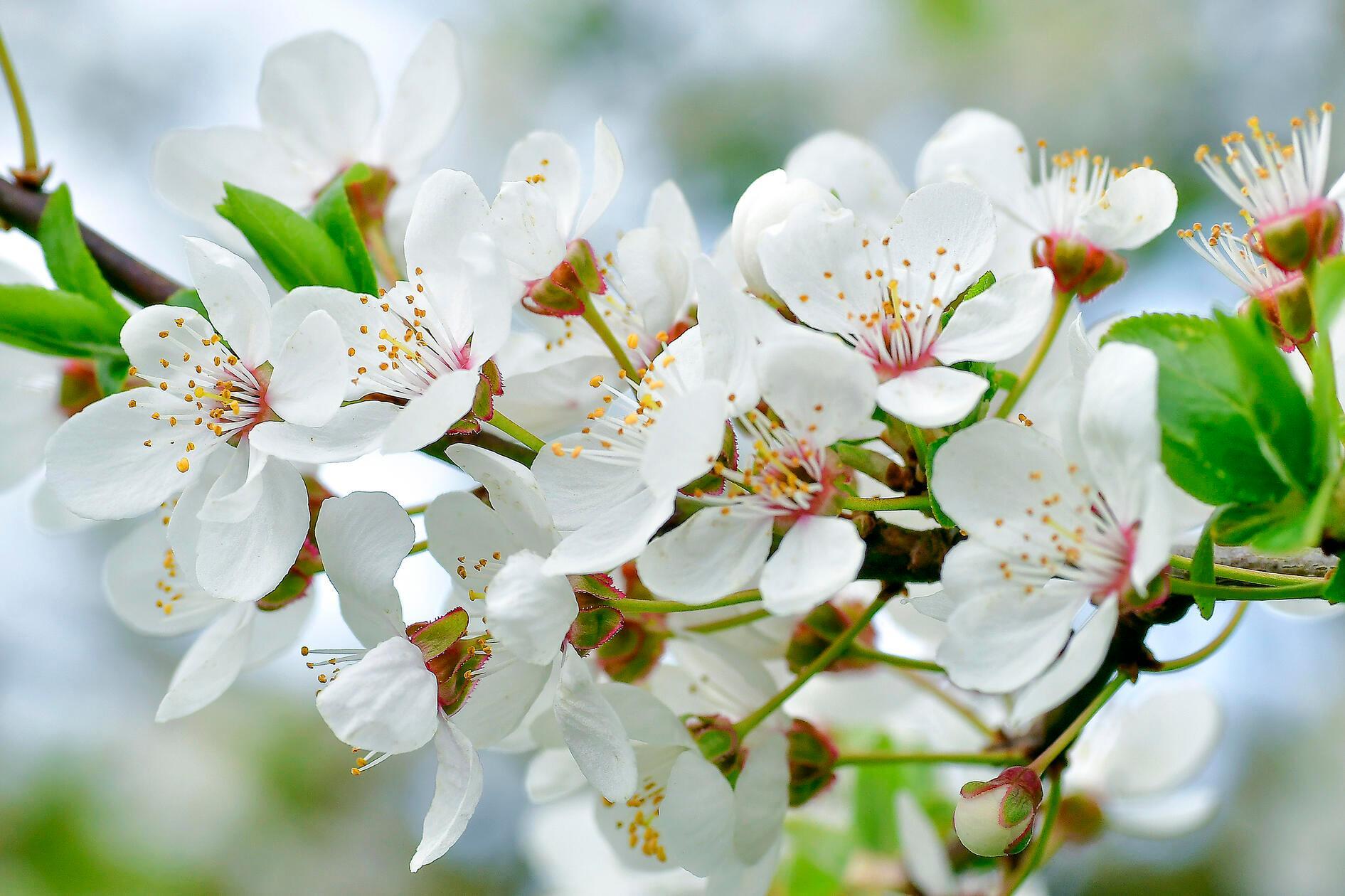 Die Zierkirsche ist besonders bekannt aus Japan, wo die Kirschblüte, „Sakura“, ein wichtiges kulturelles Symbol ist.