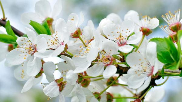 Die Zierkirsche ist besonders bekannt aus Japan, wo die Kirschblüte, „Sakura“, ein wichtiges kulturelles Symbol ist.