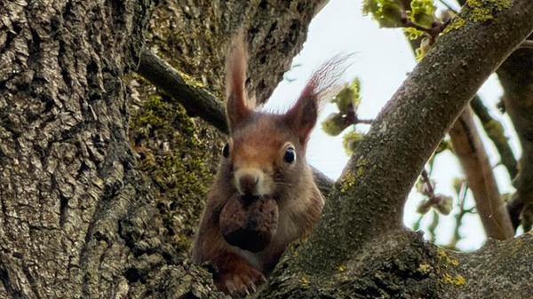 Im Garten unseres Lesers, wieder was aus der Vorratskammer geholt.