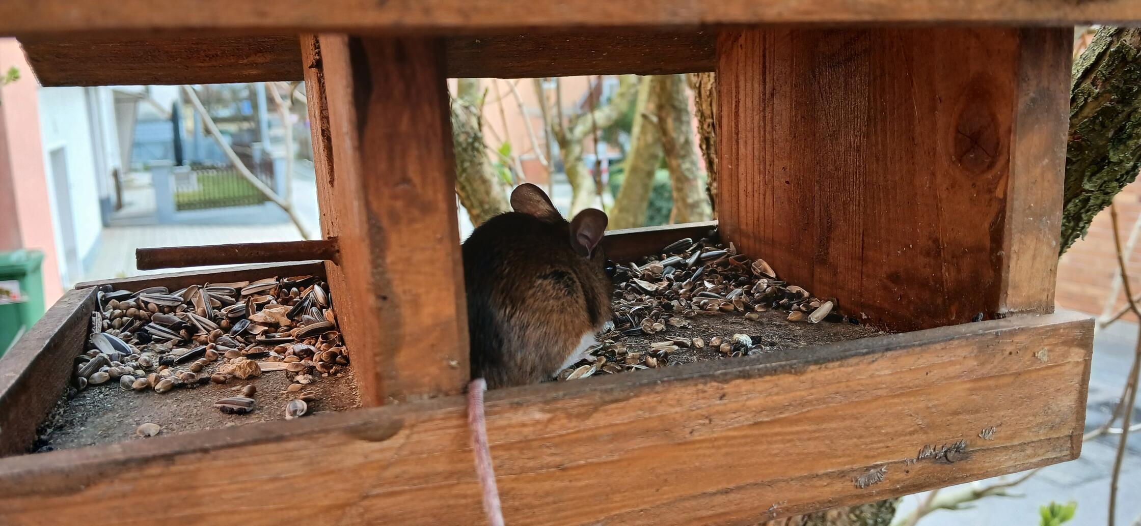 Ein seltener Vogelhausbesucher.