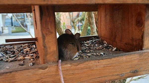 Ein seltener Vogelhausbesucher.