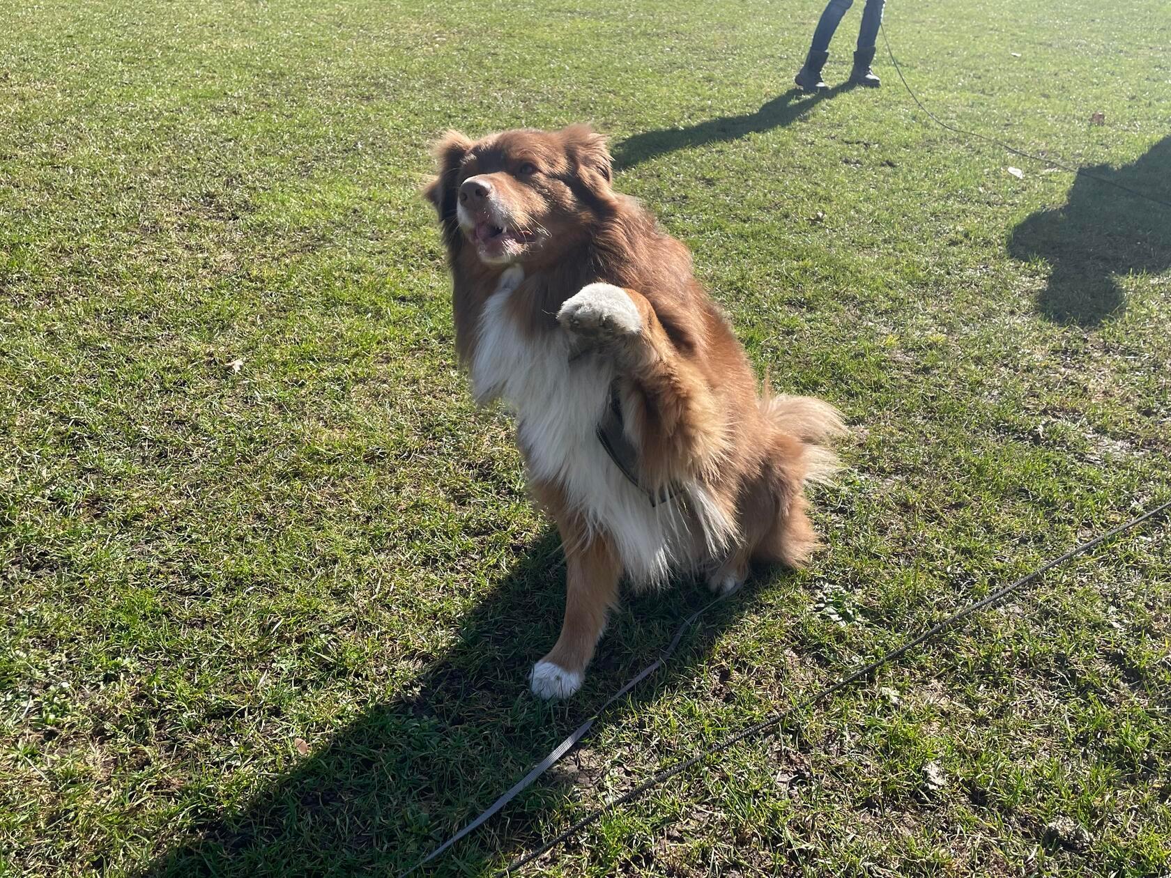 Auch die Vierbeiner sind froh über die Sonnenstrahlen.