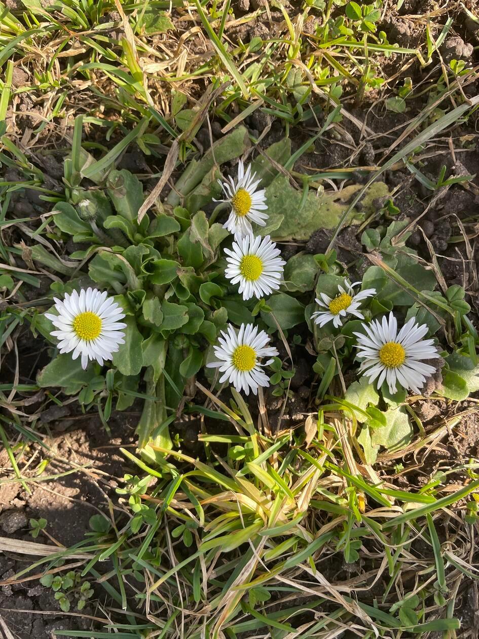 Die ersten Frühblüher sind zu sehen, wobei sich die Blütenpracht derzeit noch etwas zurückhält.