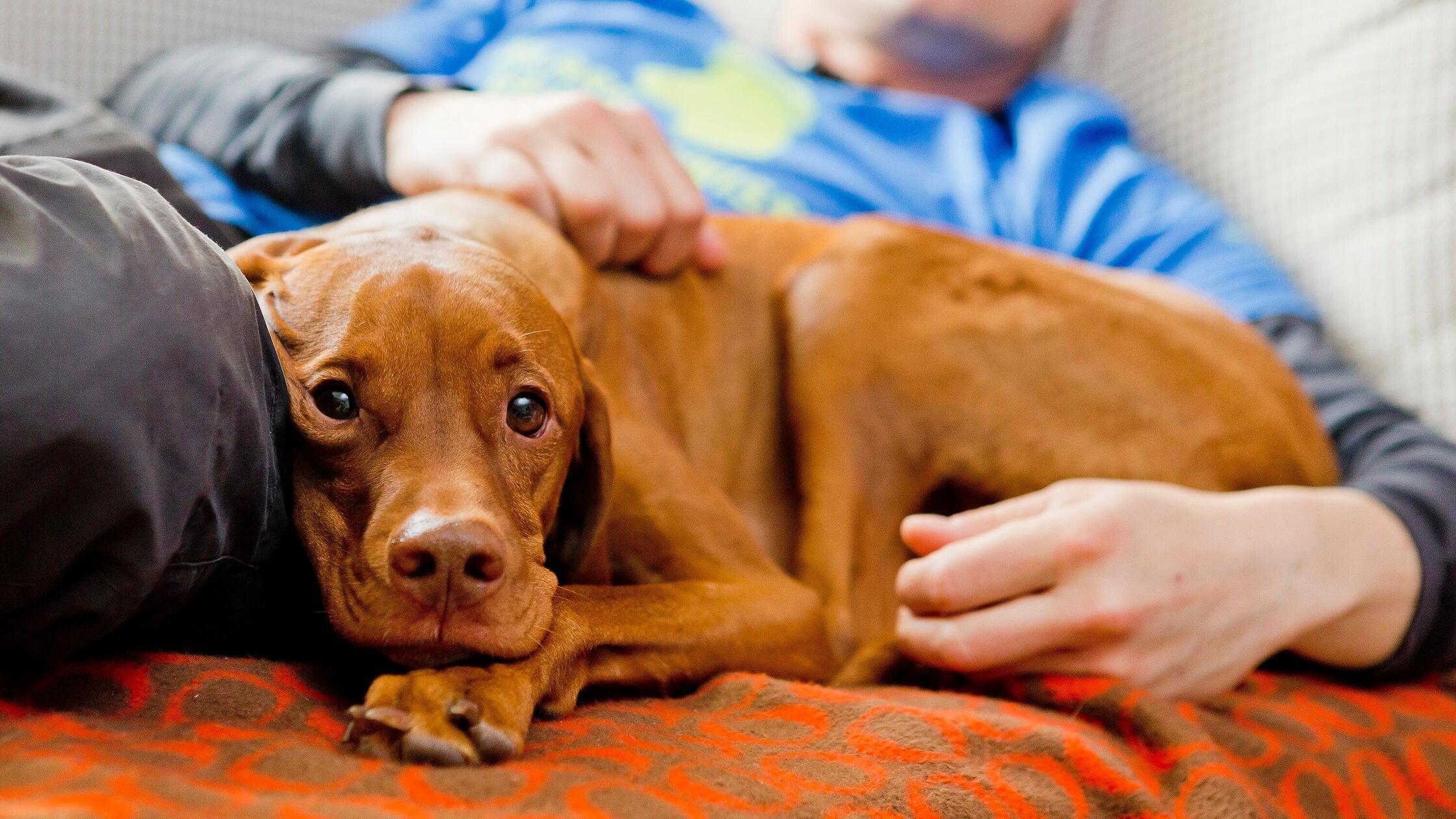 ILLUSTRATION - Im Kontakt mit Tieren schüttet unse