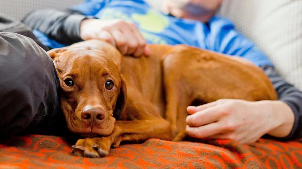 ILLUSTRATION - Im Kontakt mit Tieren schüttet unse