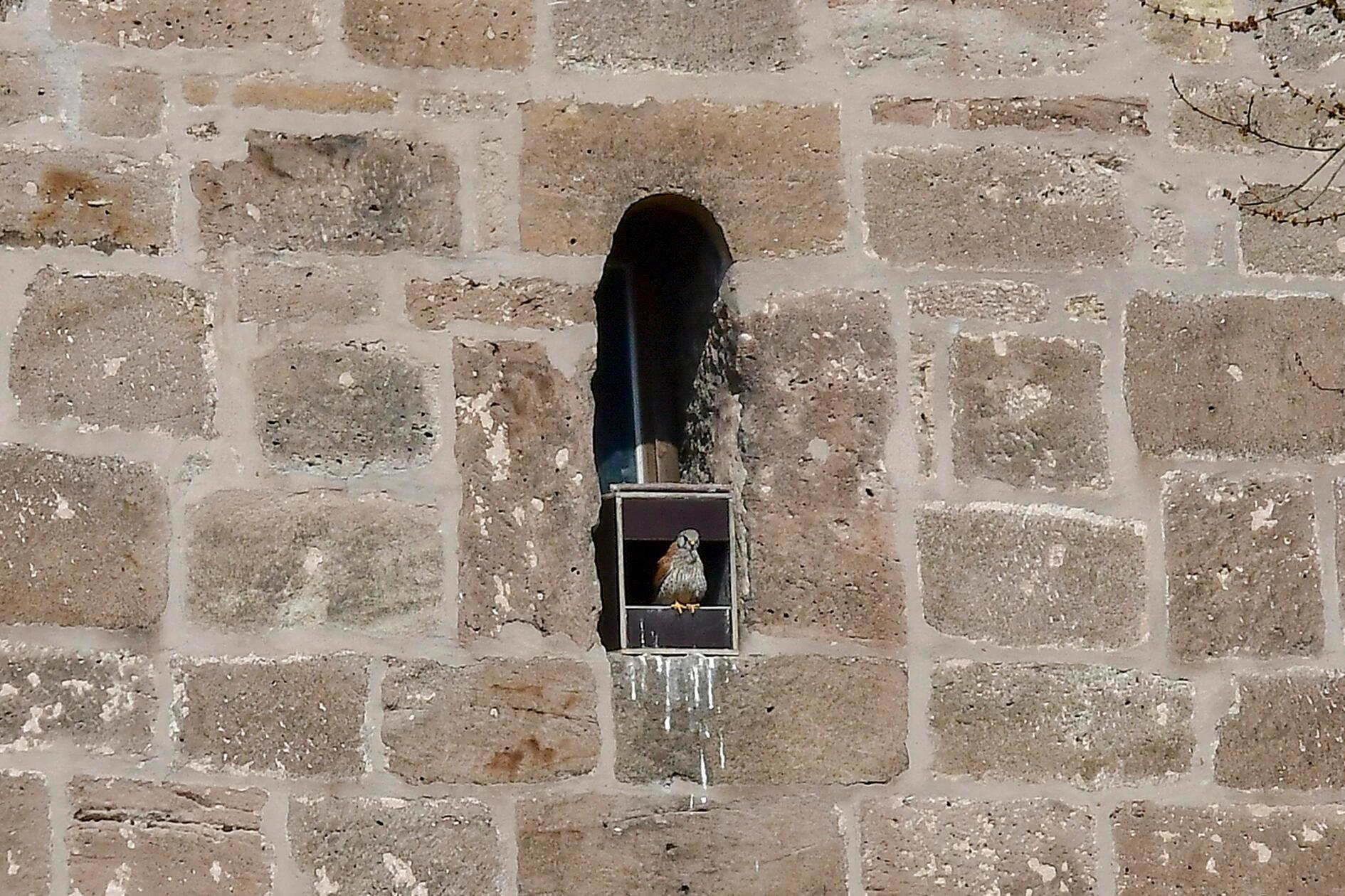 Der Turmfalke ist auch in der Wehrkirche Katzwang zuhause. Die alten Mauern, Nischen und hier ein kleines Kirchenfenster bieten dieser anpassungsfähigen Falkenart ideale Brutplätze.
