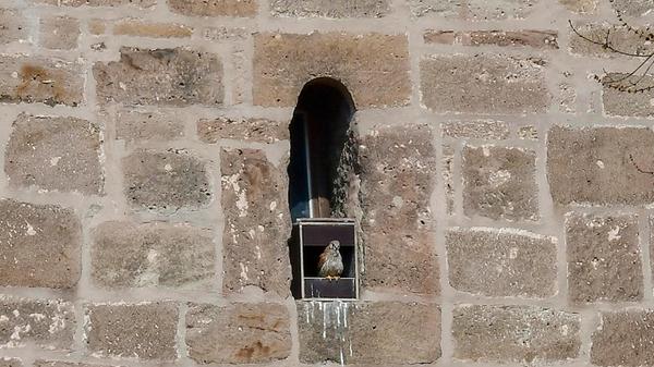 Der Turmfalke ist auch in der Wehrkirche Katzwang zuhause. Die alten Mauern, Nischen und hier ein kleines Kirchenfenster bieten dieser anpassungsfähigen Falkenart ideale Brutplätze.