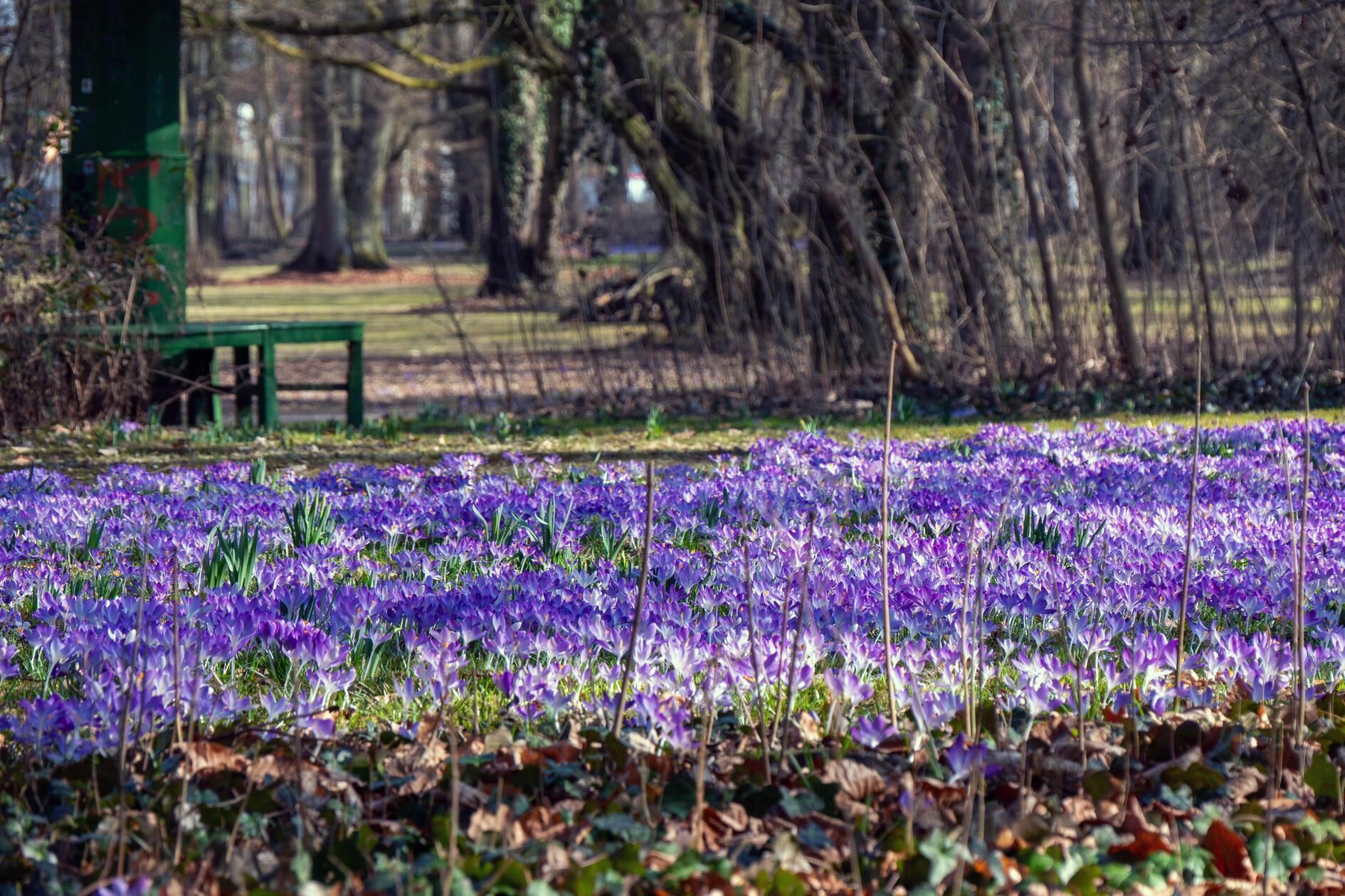 Krokus-Wiese im Schwabacher Tagblatt.