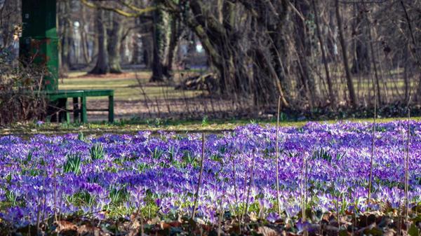 Krokus-Wiese im Schwabacher Tagblatt.