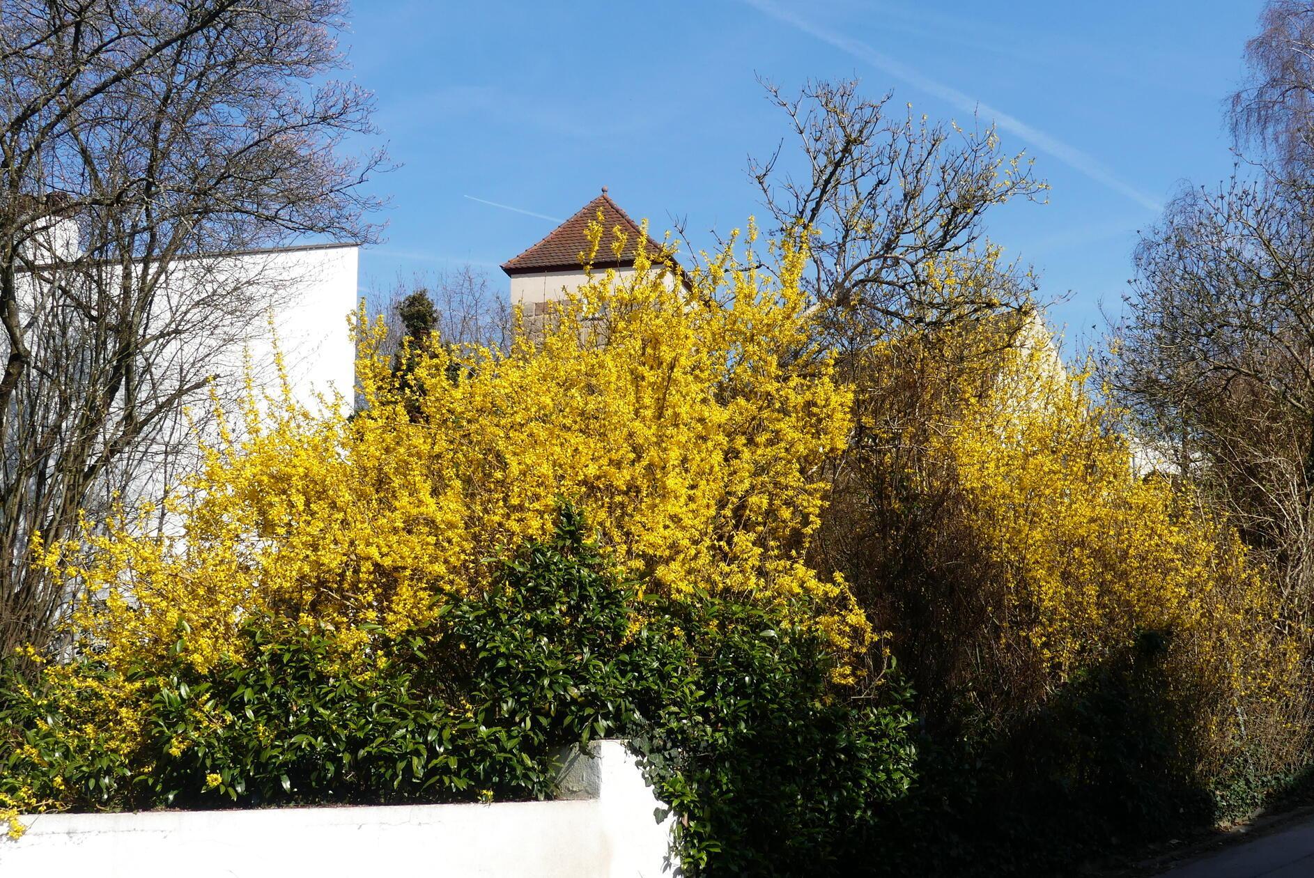 Gelbe Pracht in Hilpoltstein.