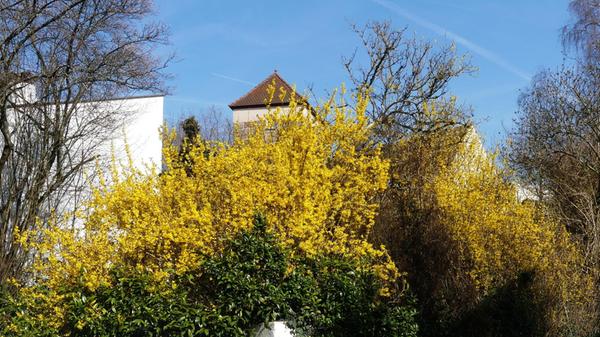 Gelbe Pracht in Hilpoltstein.