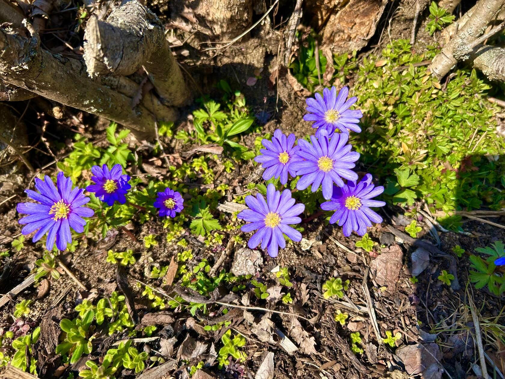 Balkanwindröschen im Garten von unserem Leser.