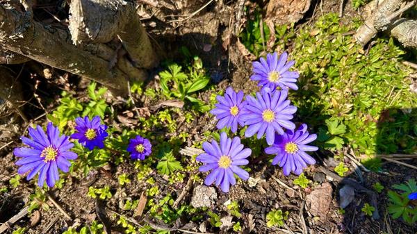 Balkanwindröschen im Garten von unserem Leser.