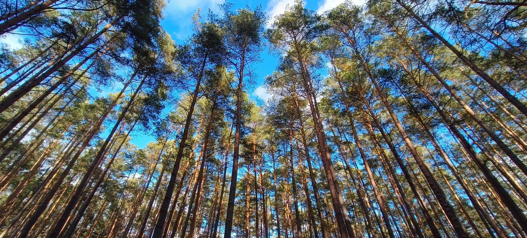 Der Rothauracher Wald.