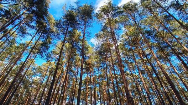 Der Rothauracher Wald.