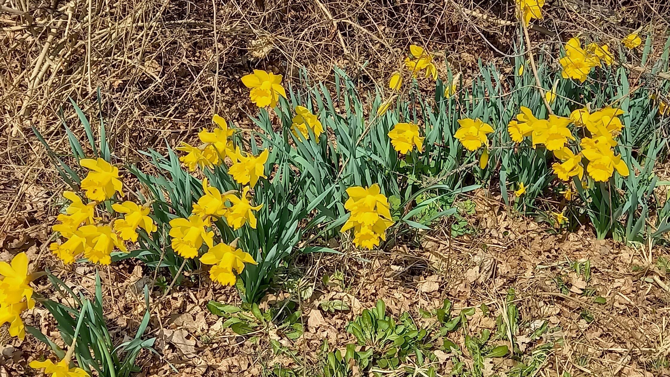 Narzissen werden als Osterglocken bezeichnet , weil die meisten von ihnen um die Feiertage herum in Blüte stehen.