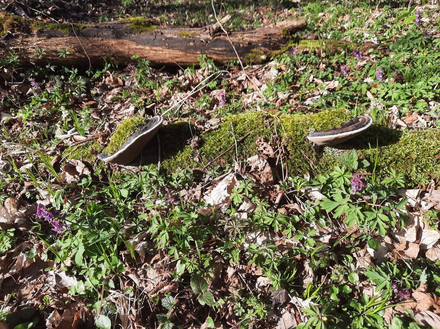 Ein hohler Baumstamm mit zwei Baumpilzen, gesehen von unsererm Leser.