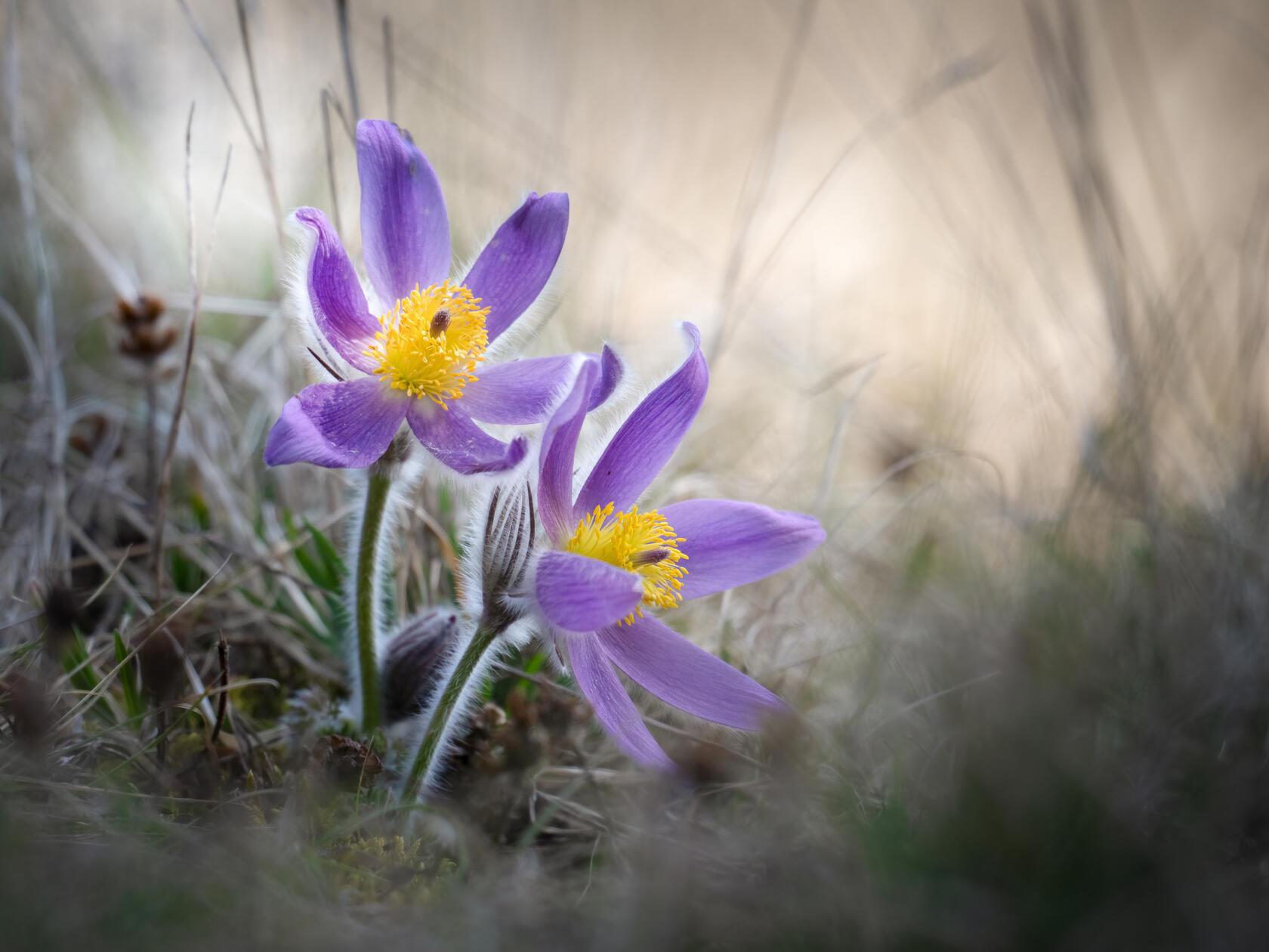 Ein absolutes Highlight sind die Frühlingsblüher im Altmühltal.
