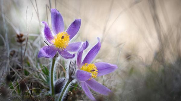Ein absolutes Highlight sind die Frühlingsblüher im Altmühltal.