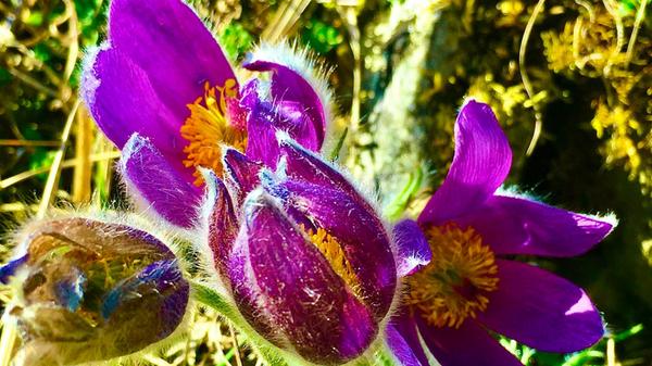 Die Küchenschellen hat unser Leser Michael Haas am Kuppenalb-Wanderweg fotografiert.