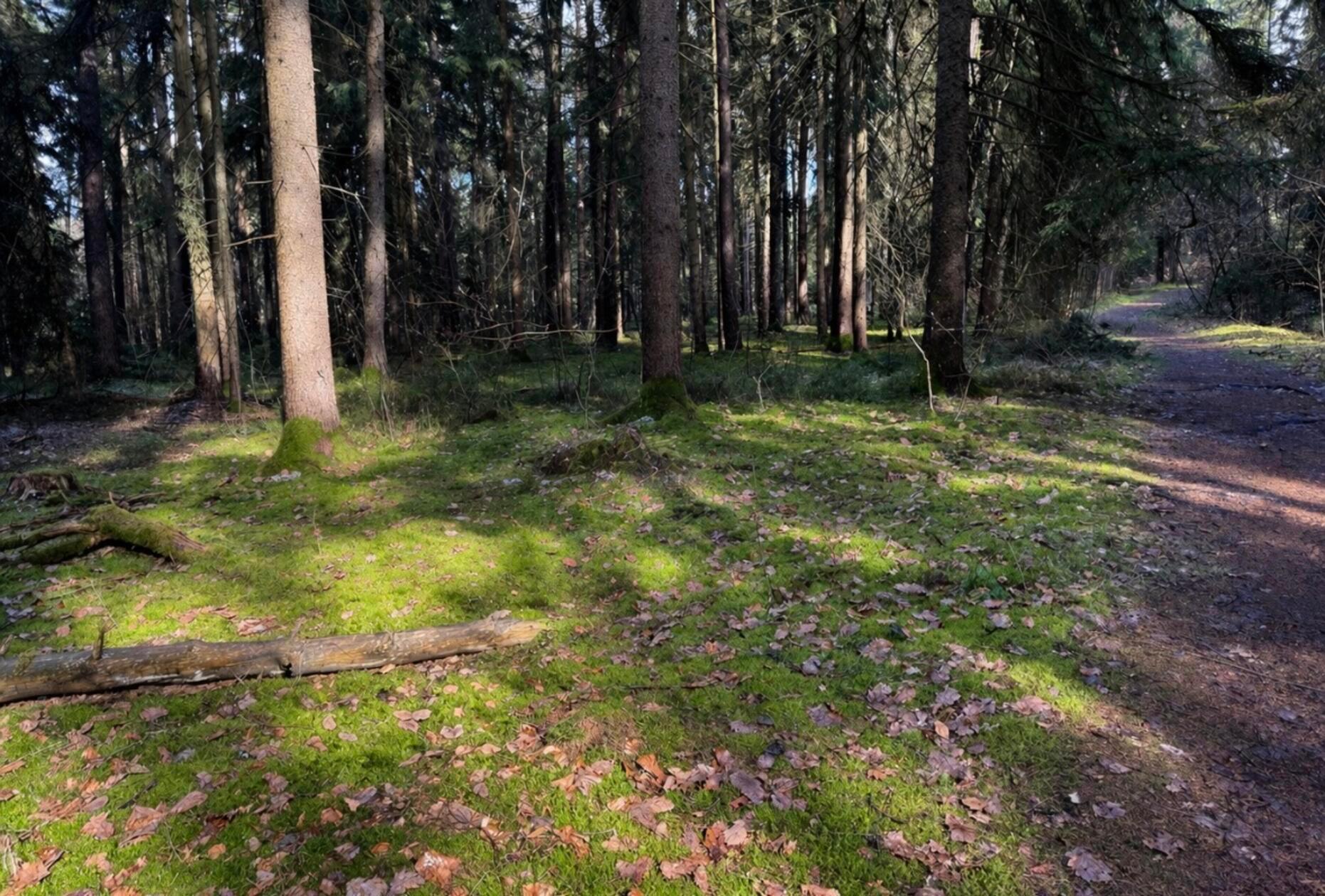 "Licht und Schatten" hat unsere Leserin Heidi Kostic ihr Bild genannt.