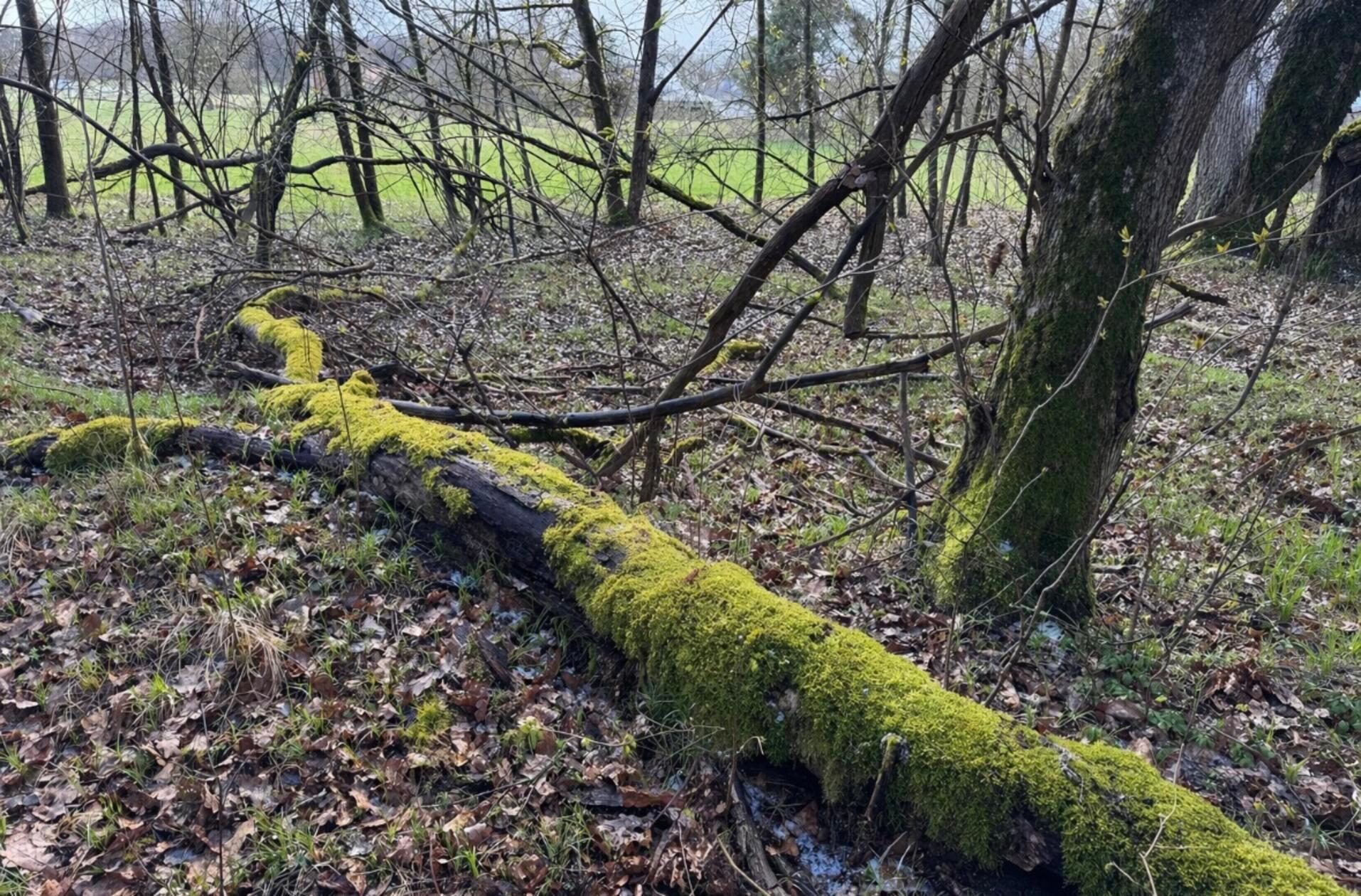 "Walddeko" hat unsere Leserin Heidi Kostic fotografiert.