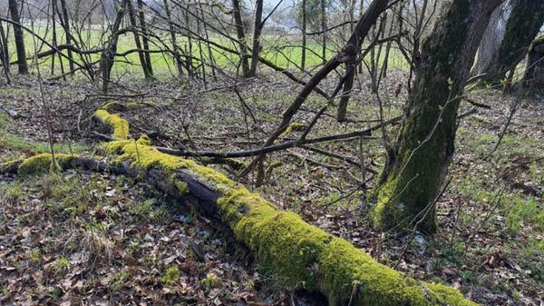 "Walddeko" hat unsere Leserin Heidi Kostic fotografiert.