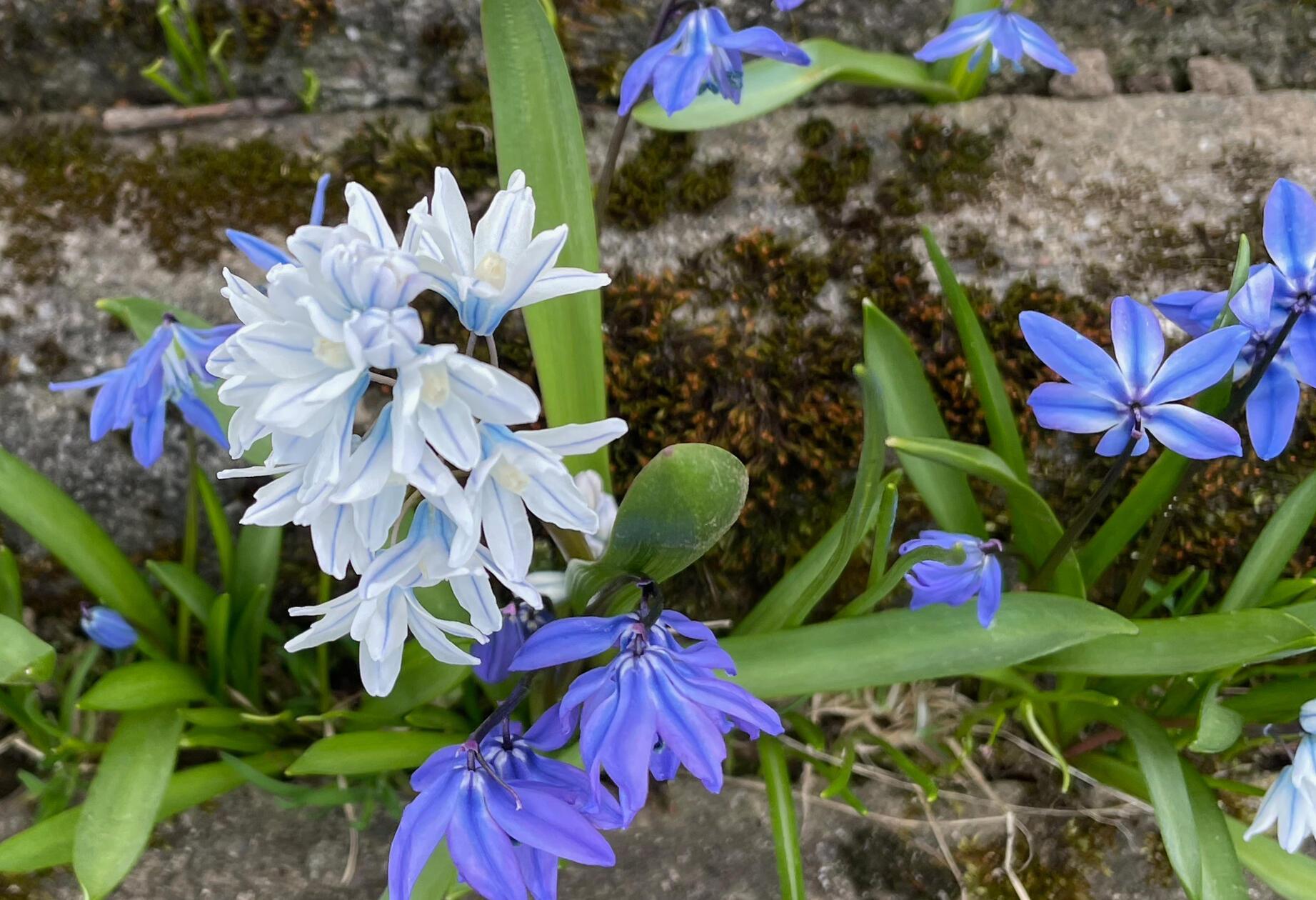 "Blausternchen mit Ausnahme" wurde von unserer Leserin Andrea Mertl fotografiert.