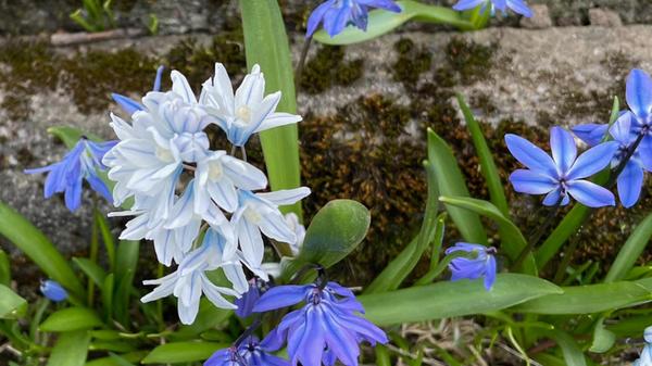 "Blausternchen mit Ausnahme" wurde von unserer Leserin Andrea Mertl fotografiert.
