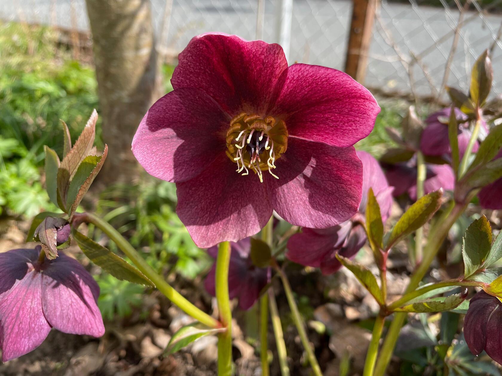 "Farbe im Frühling" hat unsere Leserin Andrea Mertl im Bild festgehalten.