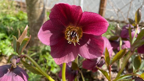 "Farbe im Frühling" hat unsere Leserin Andrea Mertl im Bild festgehalten.