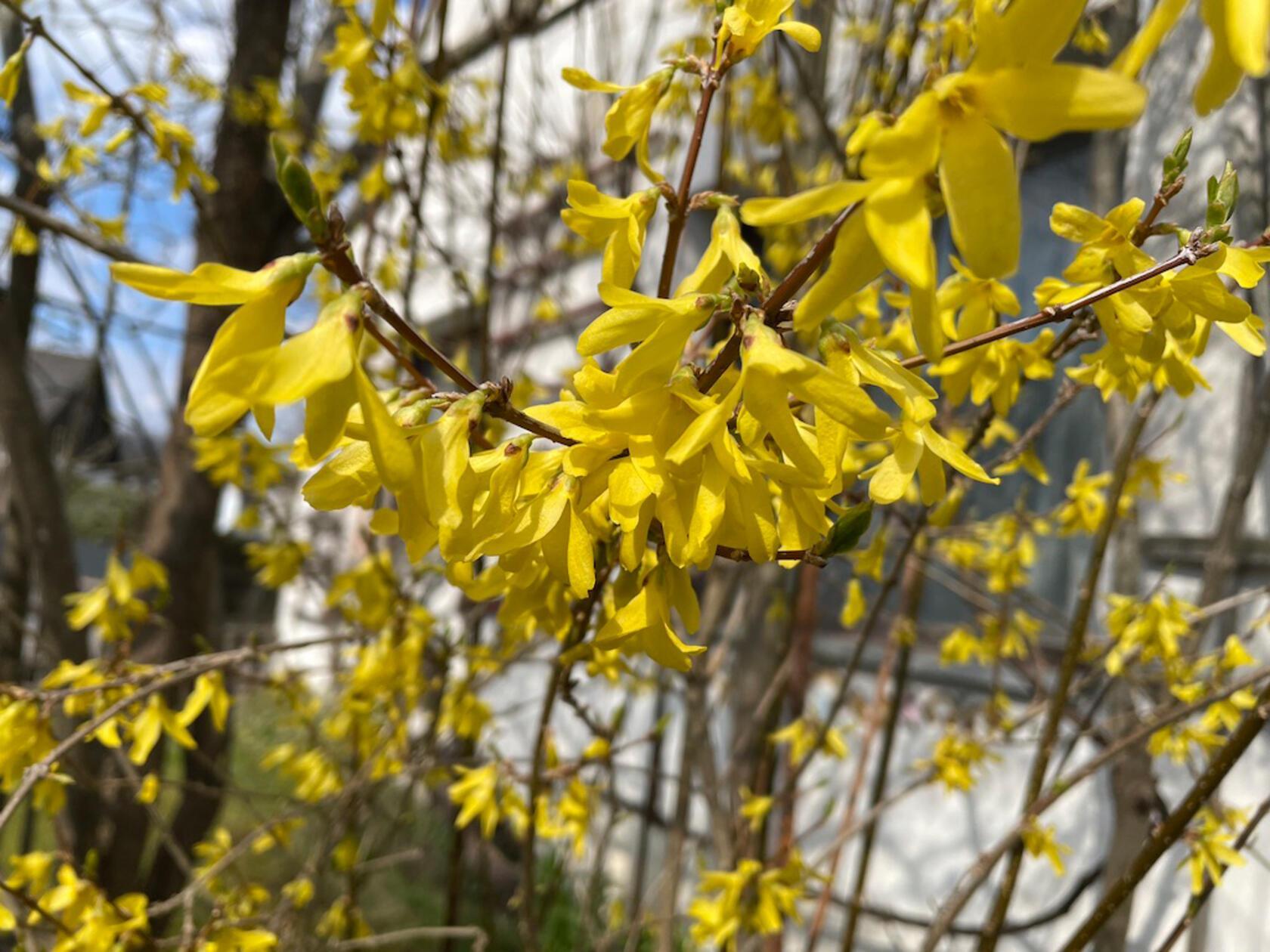 "Gelb gegen das Grau" hat unsere Leserin Andrea Mertl ihr Bild genannt.