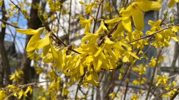 "Gelb gegen das Grau" hat unsere Leserin Andrea Mertl ihr Bild genannt.