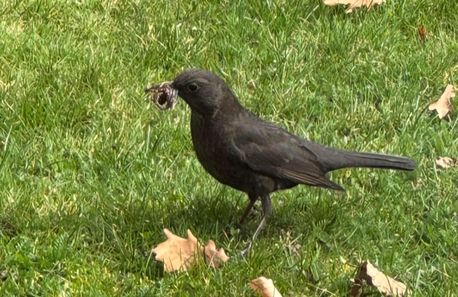 Die Amsel sucht im Garten Material zum Nestbau, gesehen von unserer Leserin Heidi Kostic.